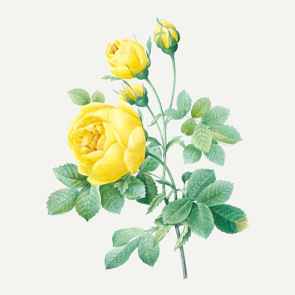 Yellow rose flower illustration vector, remixed from artworks by Pierre-Joseph Redout&eacute;