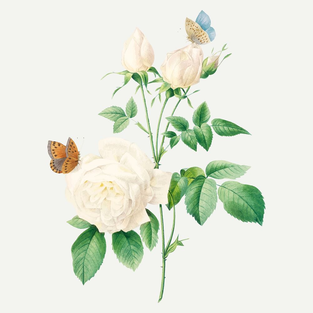 White rose flower botanical vector, remixed from artworks by Pierre-Joseph Redout&eacute;