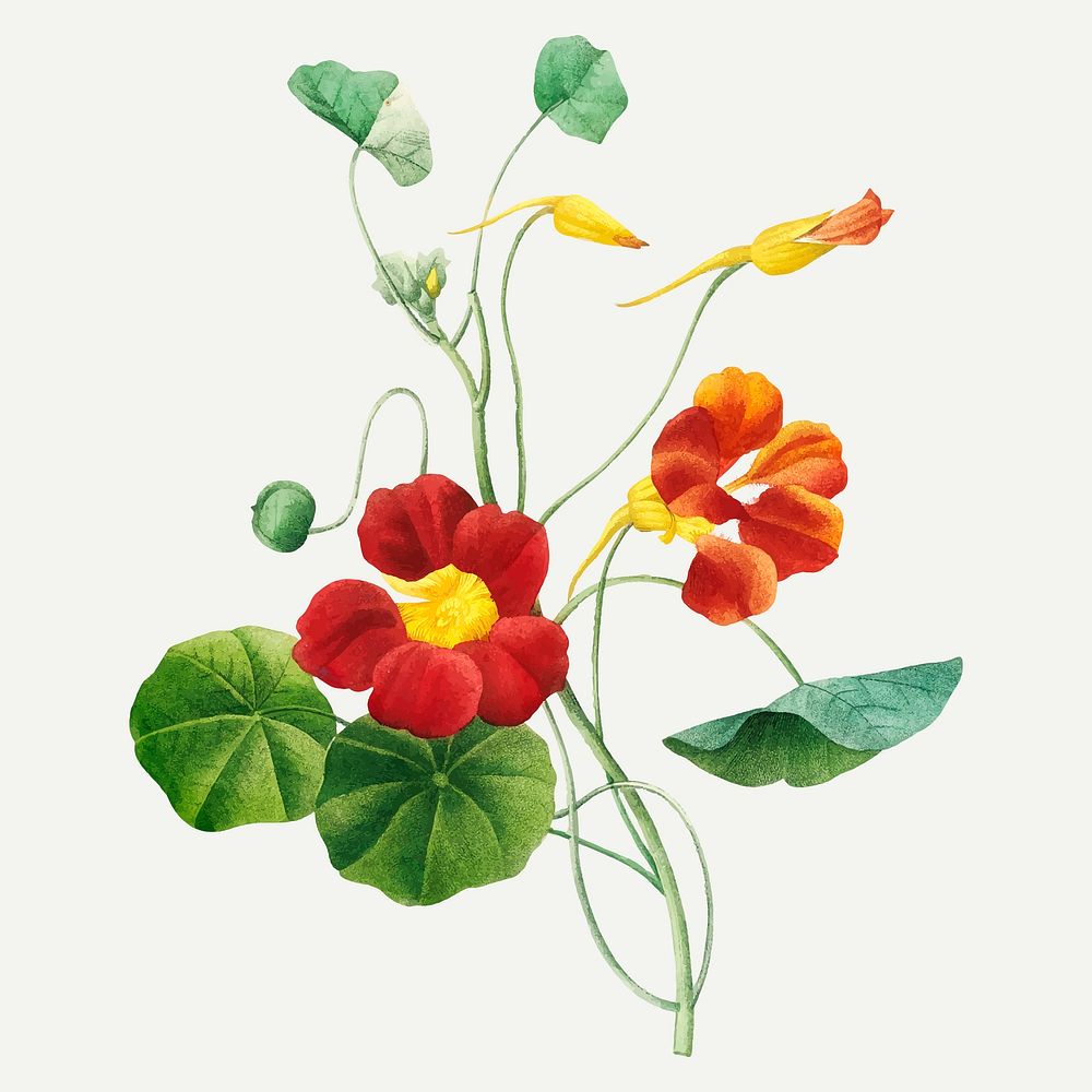 Monk's cress flower botanical vector, remixed from artworks by Pierre-Joseph Redout&eacute;