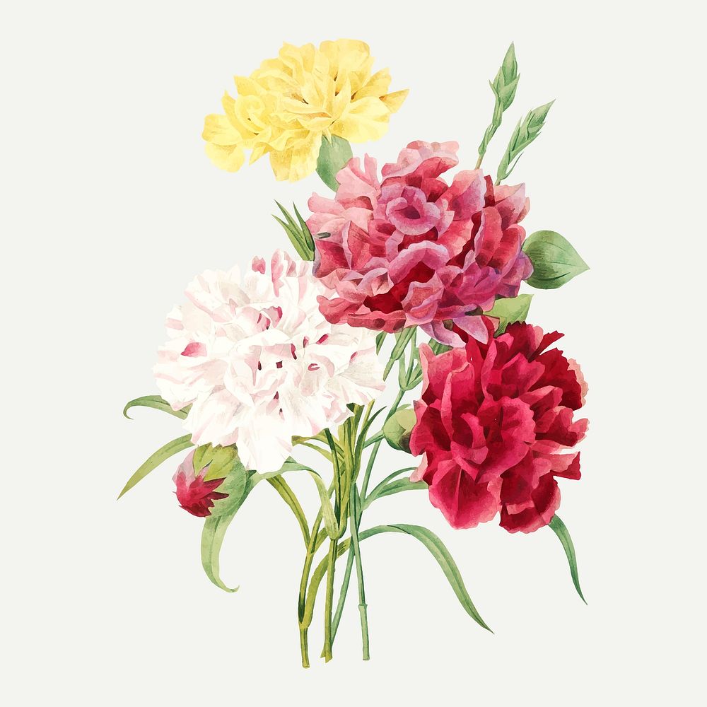 Carnation flower botanical vector, remixed from artworks by Pierre-Joseph Redout&eacute;