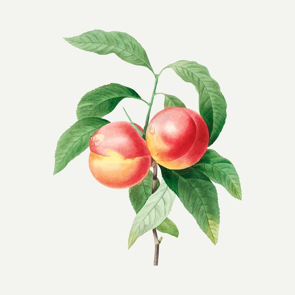 Peaches botanical illustration vector, remixed from artworks by Pierre-Joseph Redout&eacute;