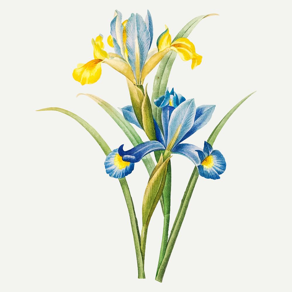 Spanish iris flower b vector, remixed from artworks by Pierre-Joseph Redout&eacute;