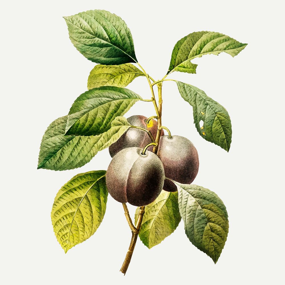 Plum botanical illustration vector, remixed from artworks by Pierre-Joseph Redout&eacute;