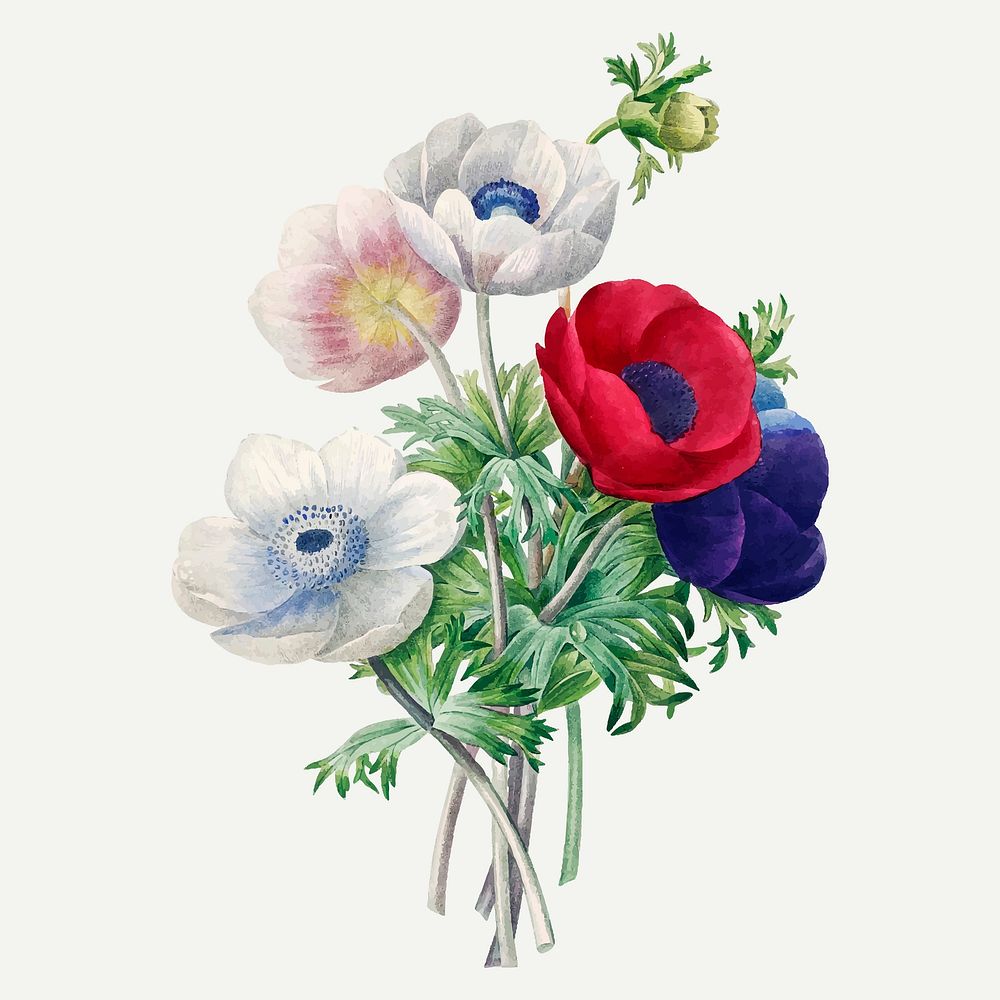 Anemone flower botanical vector, remixed from artworks by Pierre-Joseph Redout&eacute;