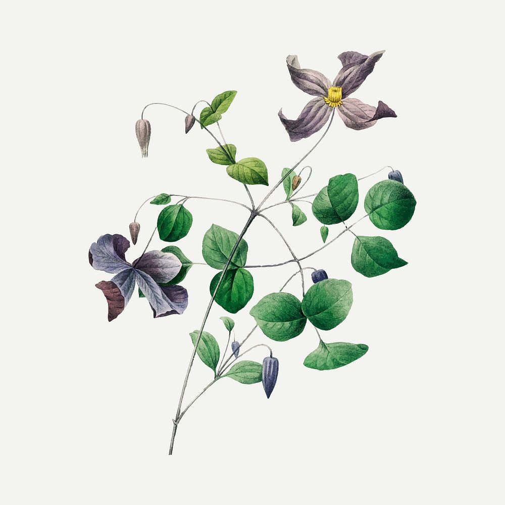 Virgin's bower flower vector, remixed from artworks by Pierre-Joseph Redout&eacute;