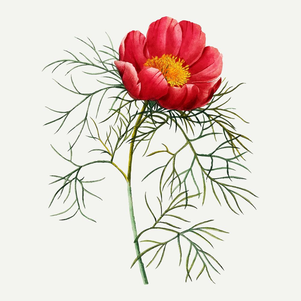 Red peony flower botanical vector, remixed from artworks by Pierre-Joseph Redout&eacute;
