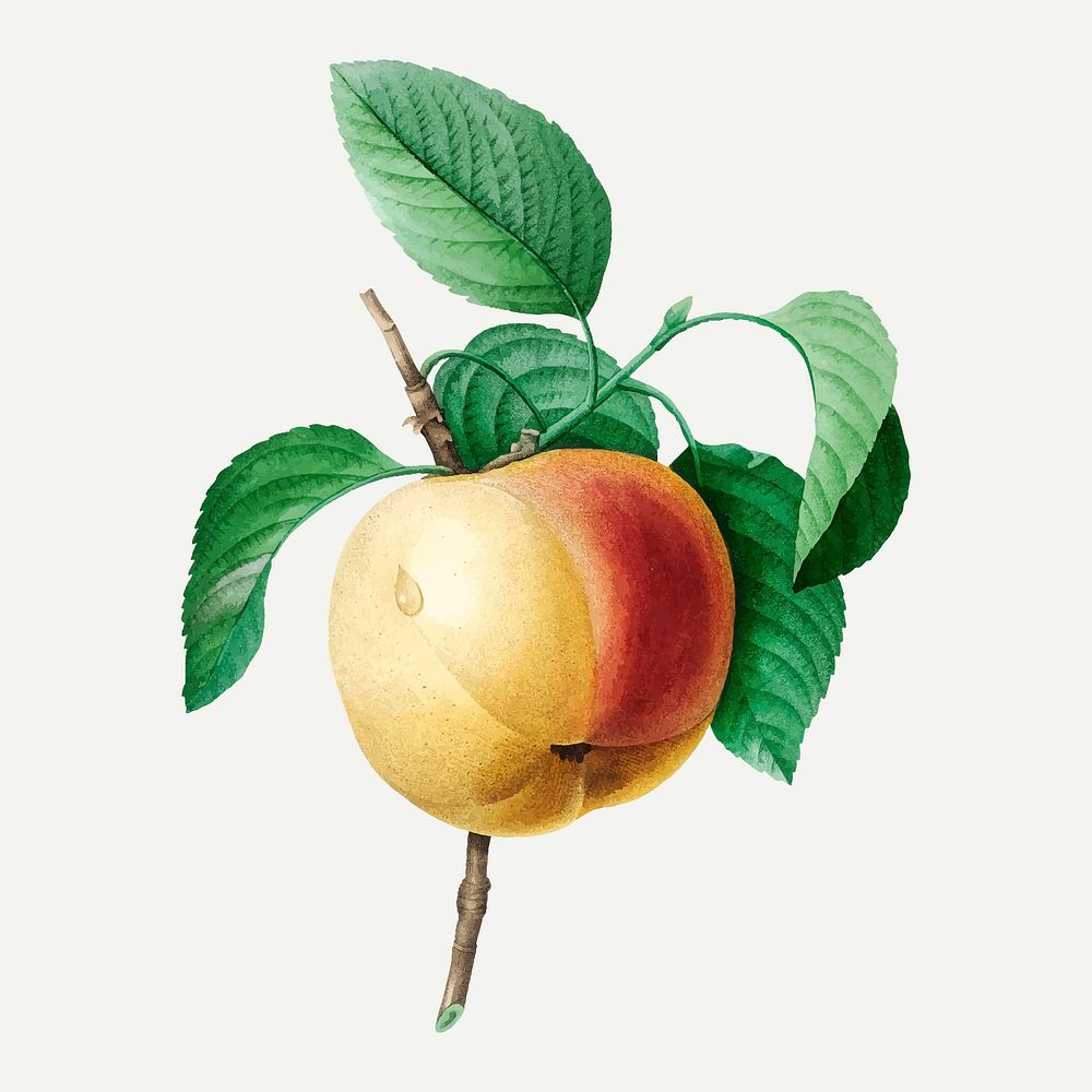 Apple botanical illustration vector, remixed from artworks by Pierre-Joseph Redouté