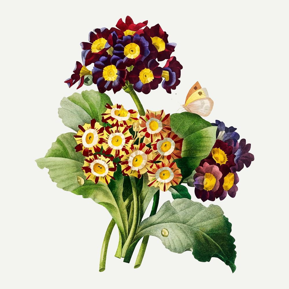 Primula auricula flower botanical vector, remixed from artworks by Pierre-Joseph Redout&eacute;