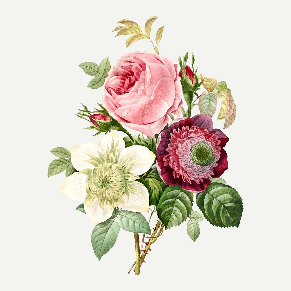 Anemone and cabbage rose vector, remixed from artworks by Pierre-Joseph Redout&eacute;