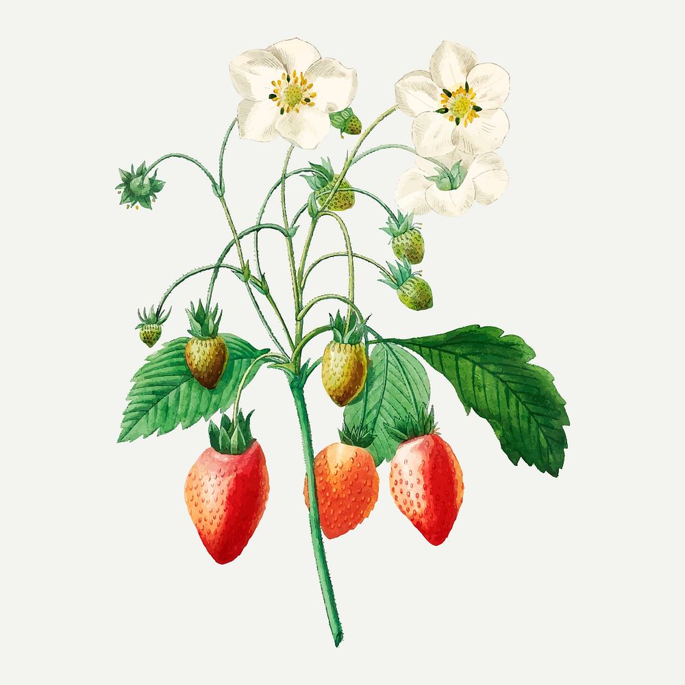 Strawberry fruit botanical illustration vector, remixed from artworks by Pierre-Joseph Redout&eacute;