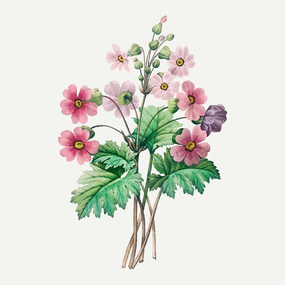 The Chinese primrose flower vector, remixed from artworks by Pierre-Joseph Redout&eacute;