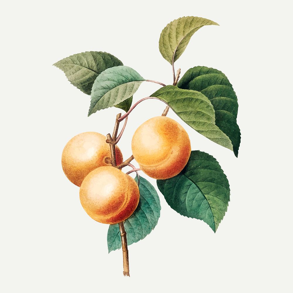 Peaches on branch botanical vector, remixed from artworks by Pierre-Joseph Redout&eacute;