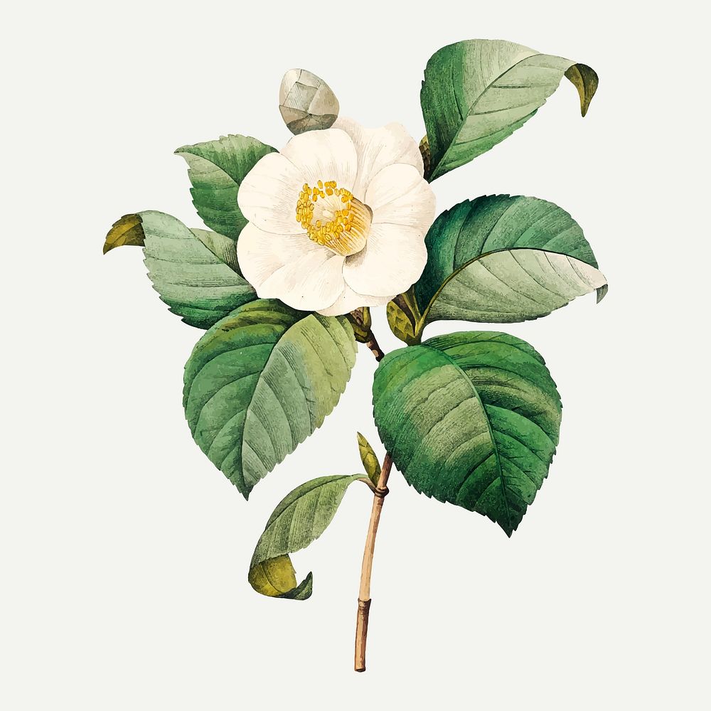 White Japanese camellia flower vector, remixed from artworks by Pierre-Joseph Redout&eacute;