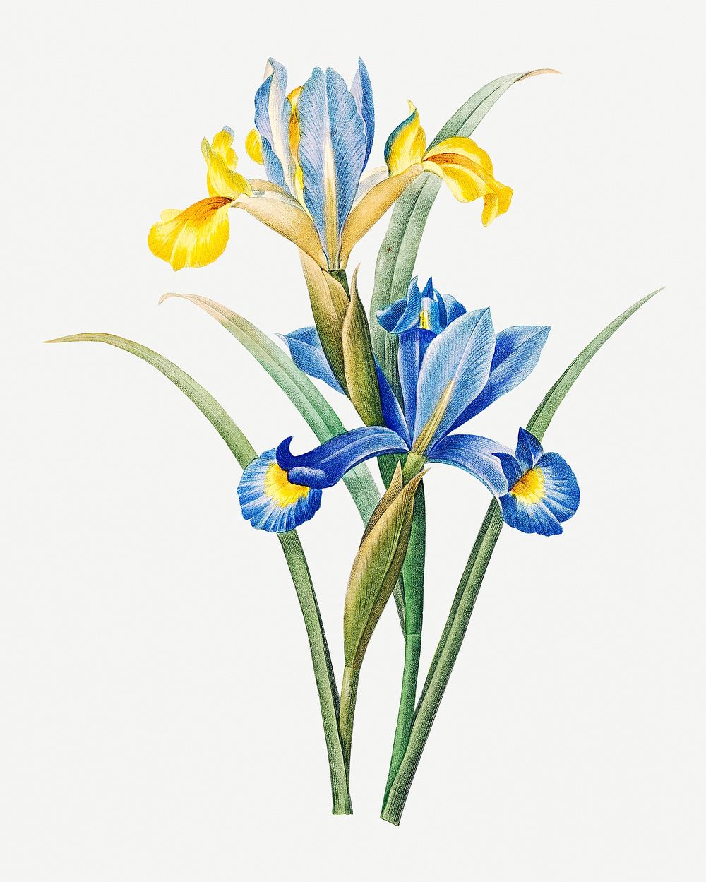 Spanish iris flower psd botanical illustration, remixed from artworks by Pierre-Joseph Redout&eacute;