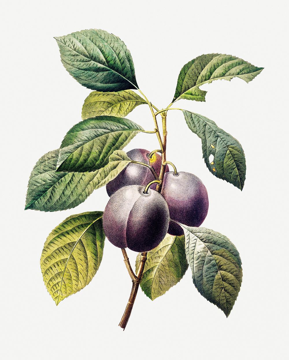 Plum fruit psd botanical illustration, remixed from artworks by Pierre-Joseph Redout&eacute;