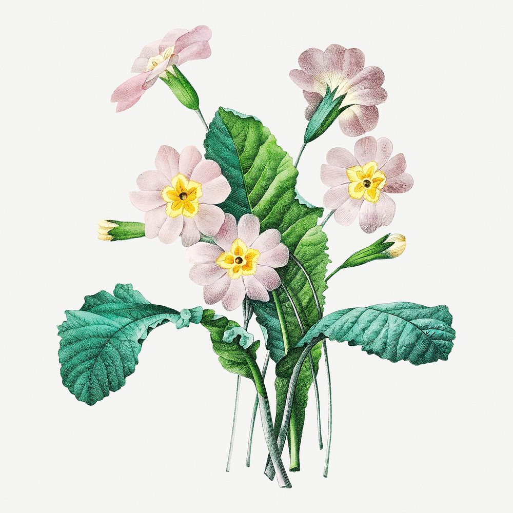Common primrose flower psd botanical illustration, remixed from artworks by Pierre-Joseph Redout&eacute;