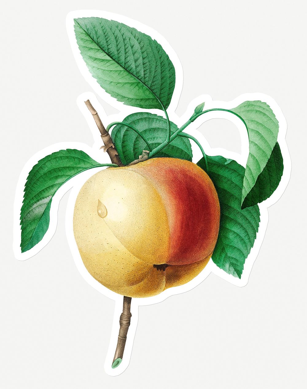 Apple on a branch sticker design resource