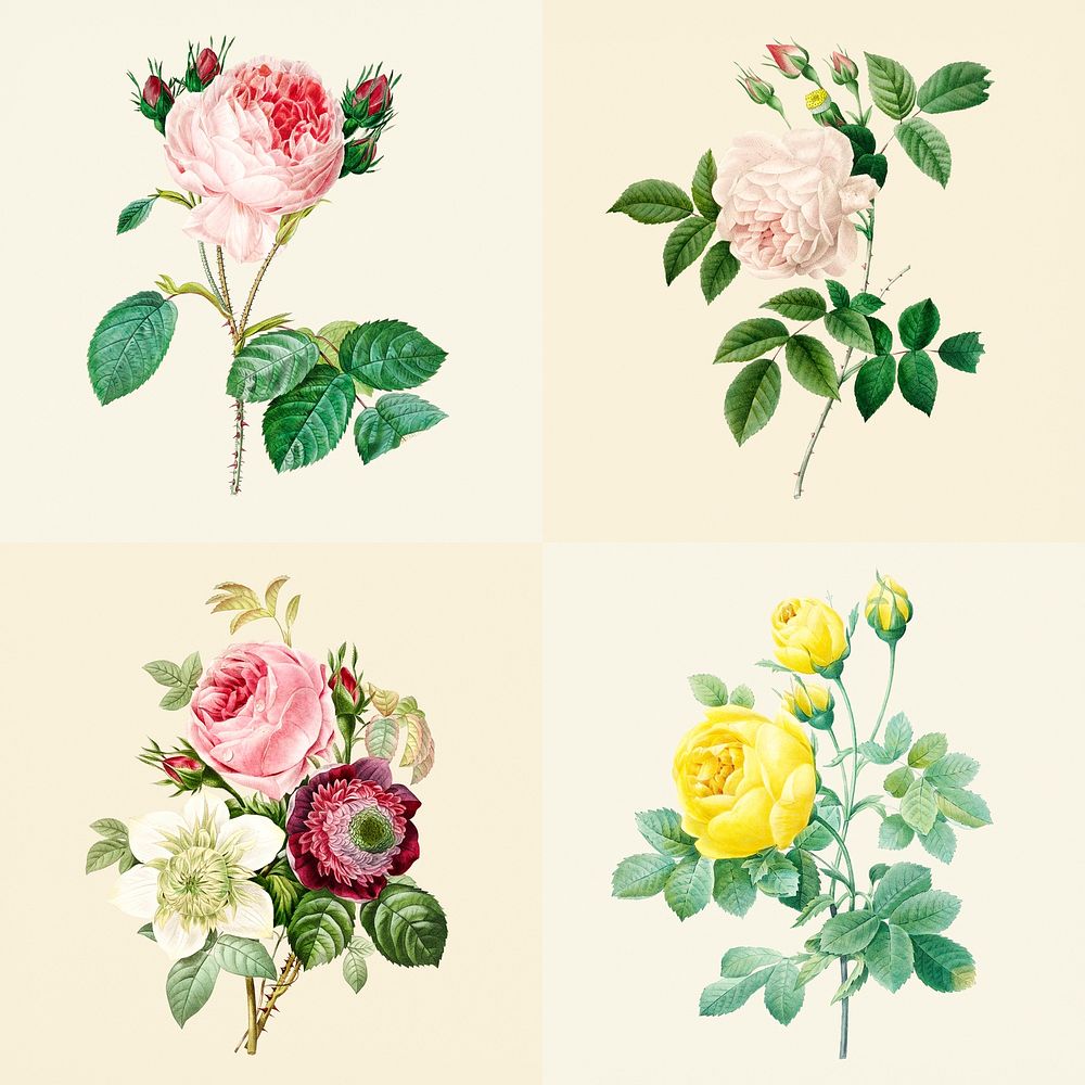 Set of beautiful blooming roses