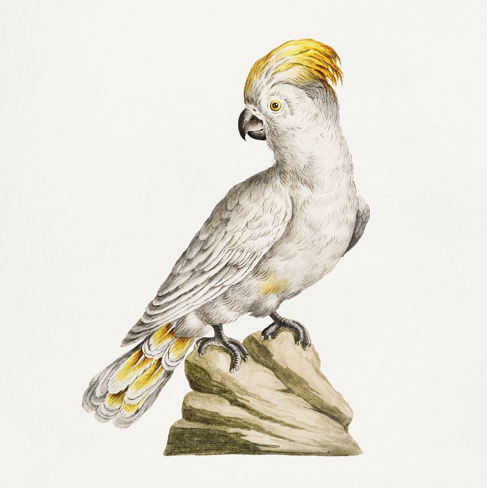 Cockatoo on a rock vintage illustration