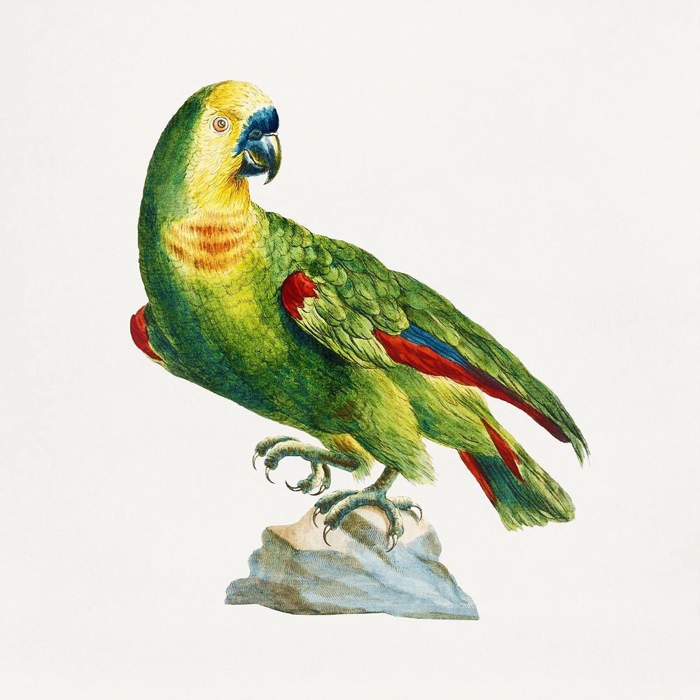 Parrot on a rock vintage illustration
