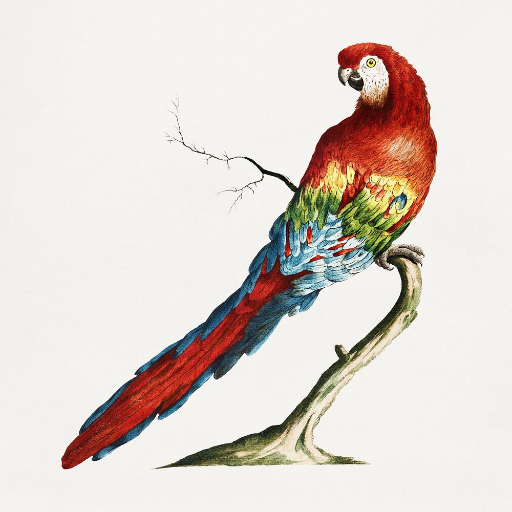 Macaw on a tree branch vintage illustration