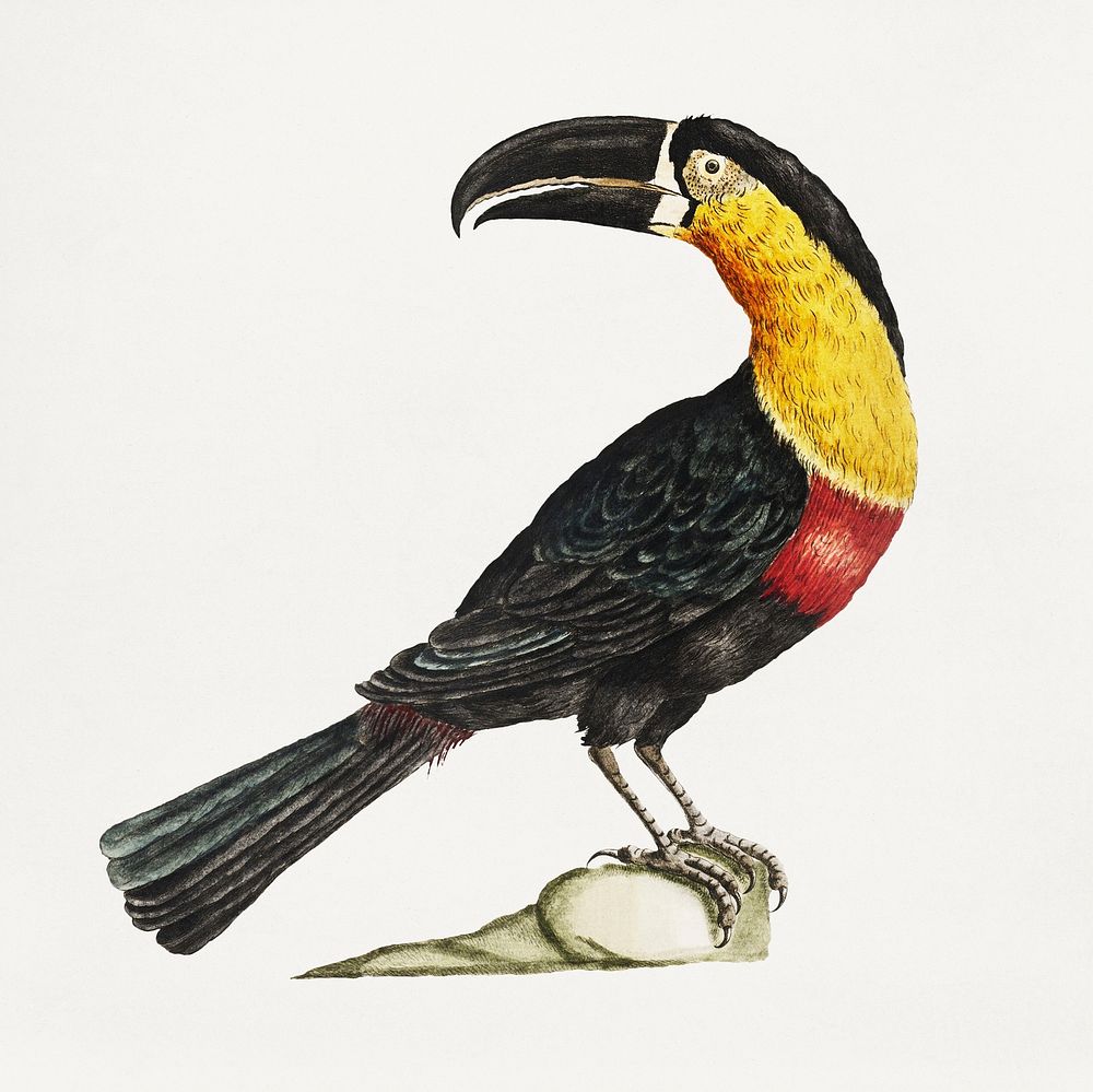 Mangiapepe Toucan on a rock vintage illustration