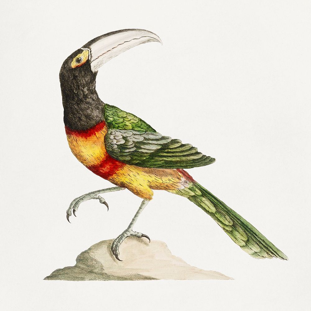 Toucan bird on a rock vintage illustration