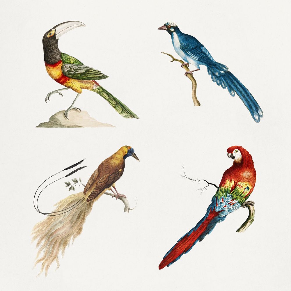 Vintage exotic bird illustrations set