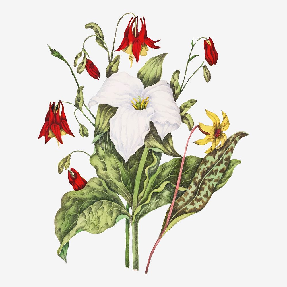 Yellow Adders Tongue, Large White Trillium, and Wild Columbine flower bouquet vector