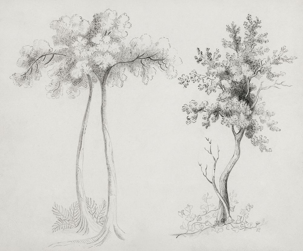 Studies of Upas and Maple Trees by Mary Altha Nims (1817&ndash;1907). Original from The Cleveland Museum of Art. Digitally…