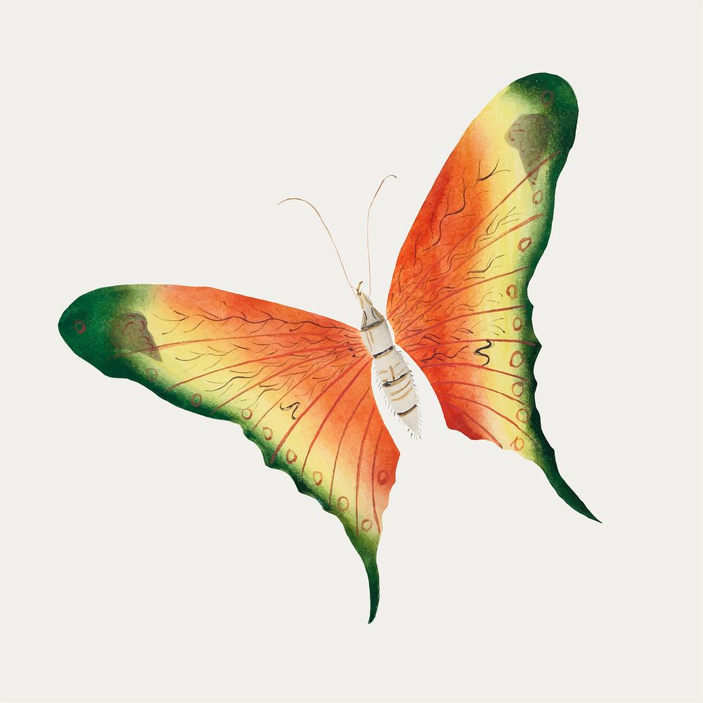 Butterfly vintage illustration vector