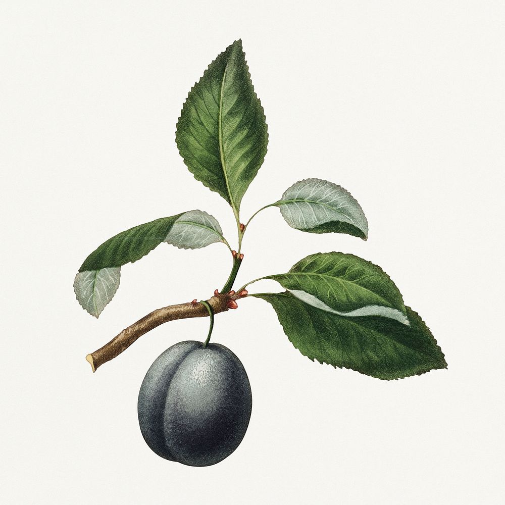 Purple plum on a branch vintage illustration