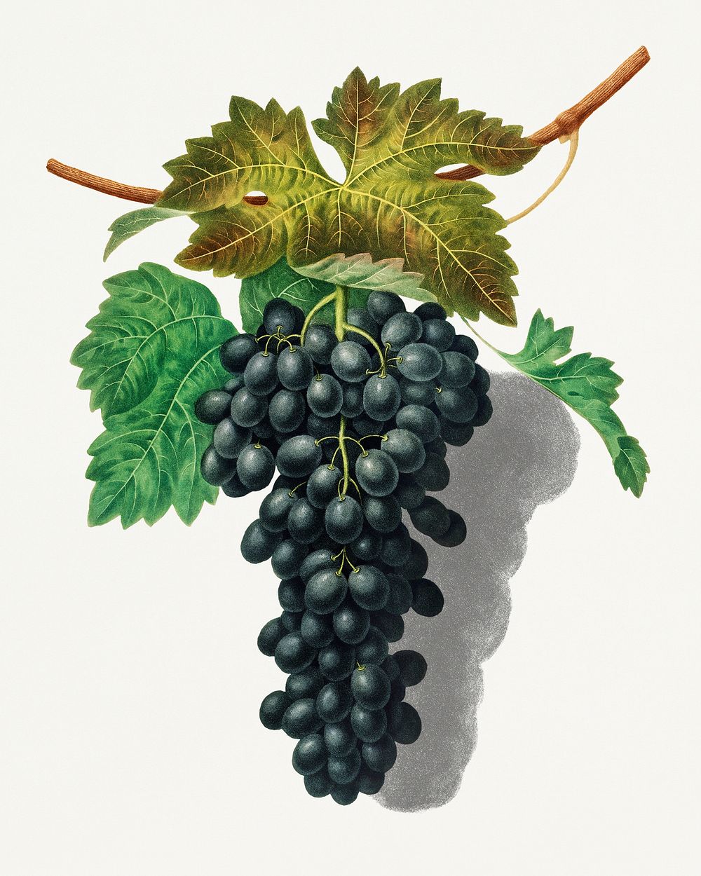 Black Prince Grape vintage illustration