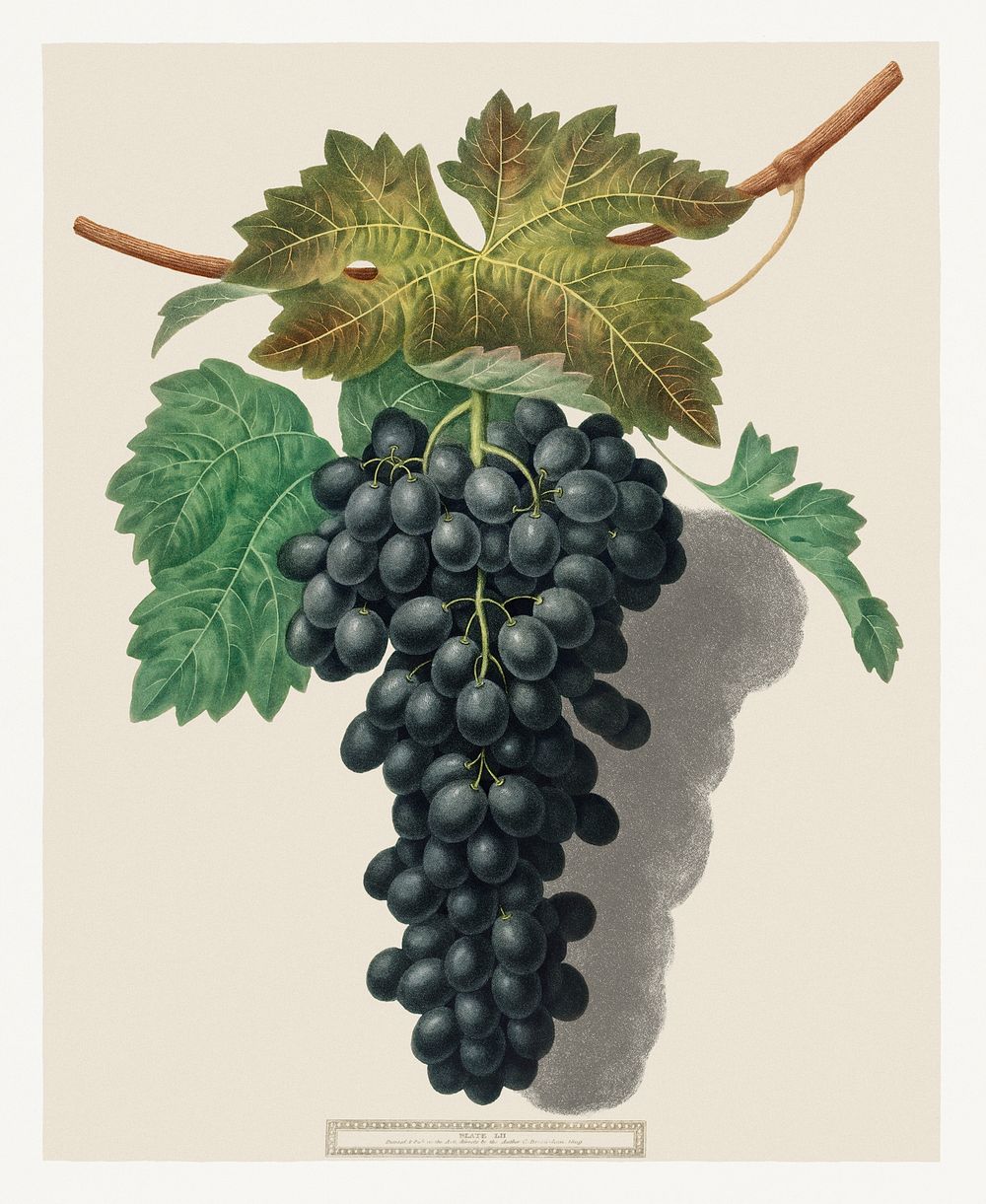 Black Prince Grape (Cinsaut) (1809) by George Brookshaw. Original from The Cleveland Museum of Art. Digitally enhanced by…