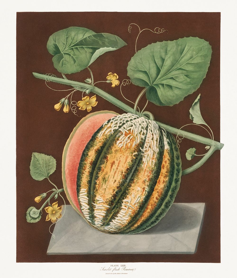 Scarlet Flesh Romana Melon (Cucumis) (1812) by George Brookshaw. Original from The Cleveland Museum of Art. Digitally…