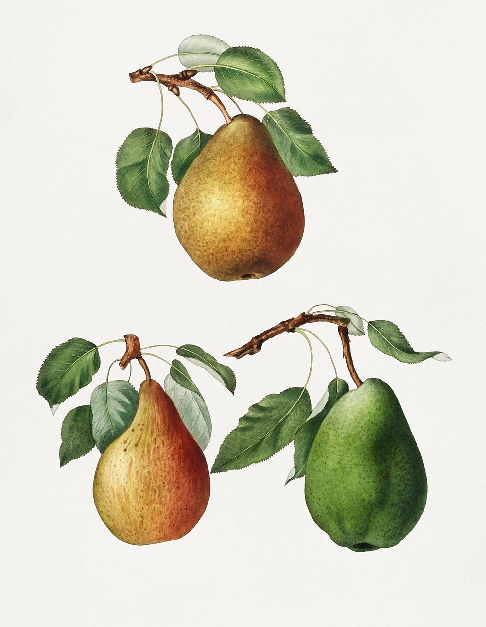Set of pears on branches vintage illustration