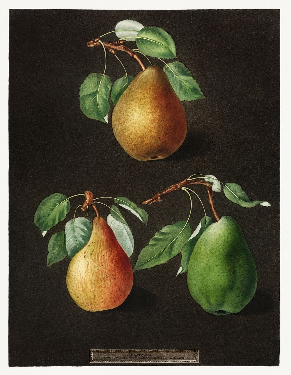 Pears (Pyrus) (1807) by George Brookshaw. Original from The Cleveland Museum of Art. Digitally enhanced by rawpixel.