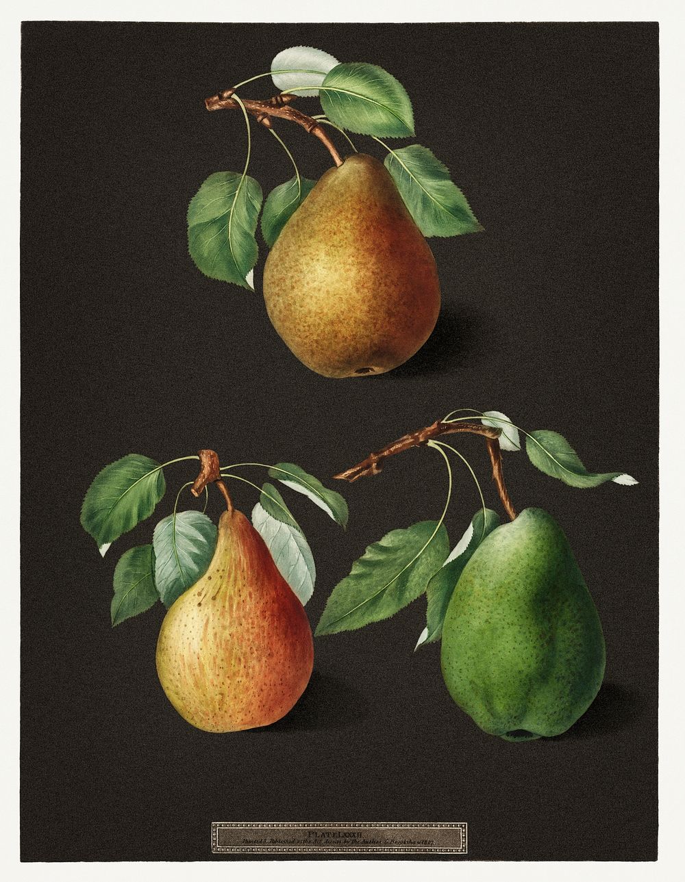 Set of pears vintage illustration poster