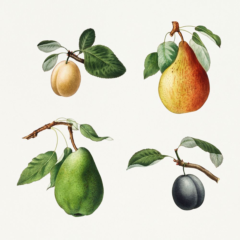 Set of plums and pears on branches vintage illustration