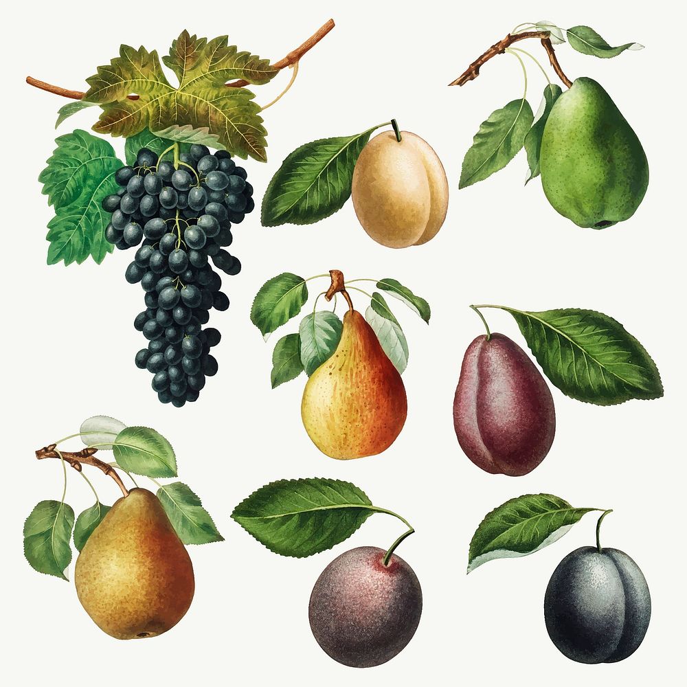 Set of grape, pears and plums illustration vector