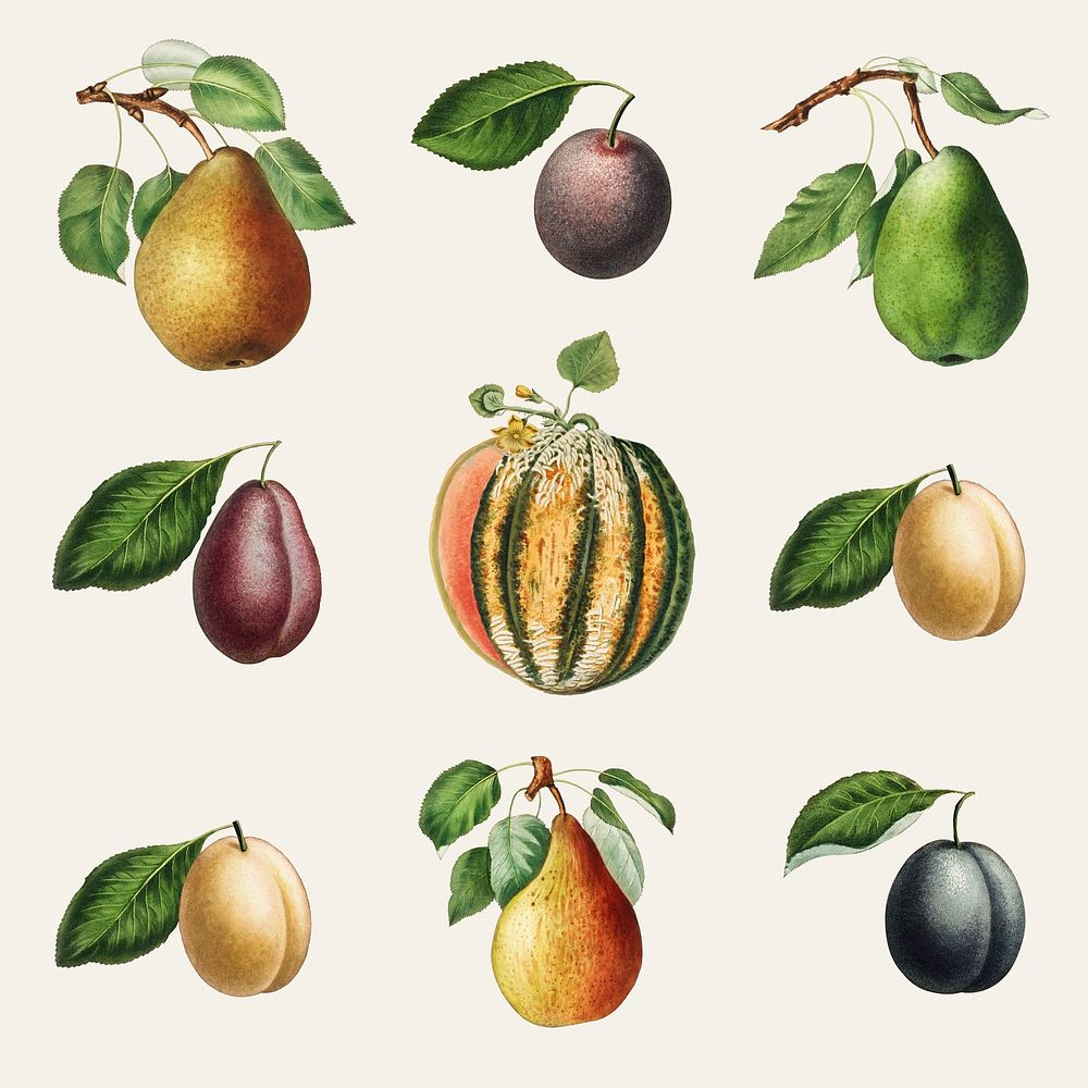 Set of melon, pears and plums vintage illustration