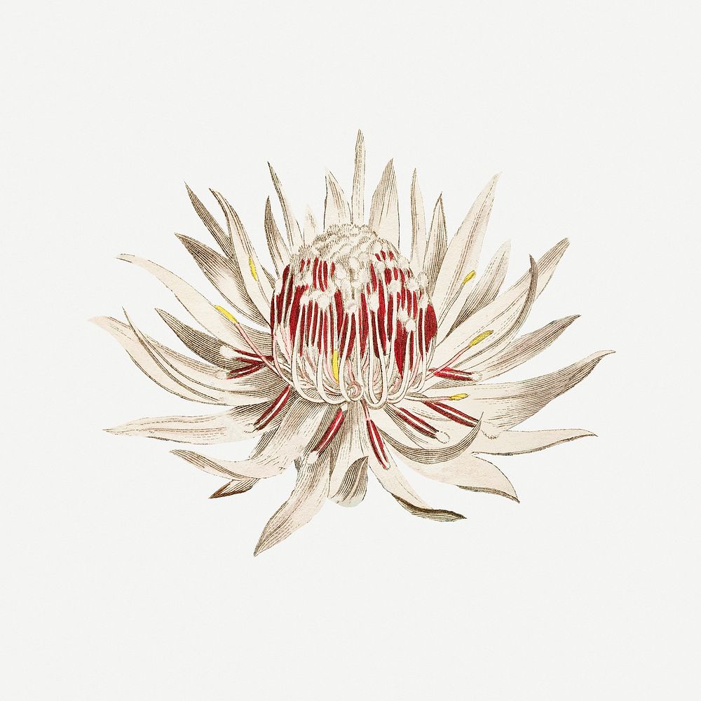 Vintage blooming Dagger&ndash;Leaf Protea flower illustration