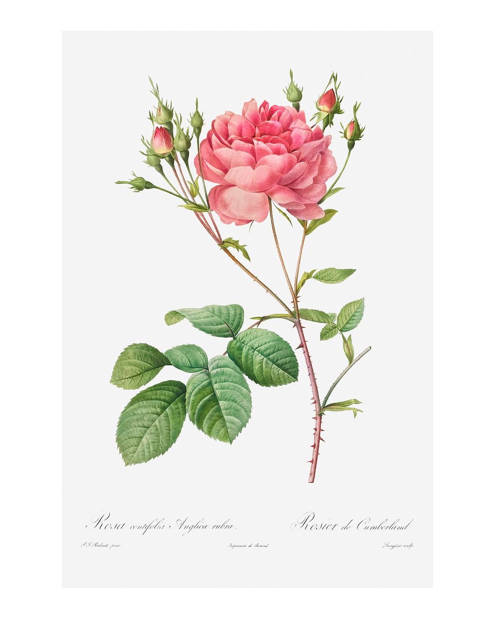 Cumberland Rose wall art print and poster. Original by Pierre-Joseph Redout&eacute; and Henry Joseph Redout&eacute;.…