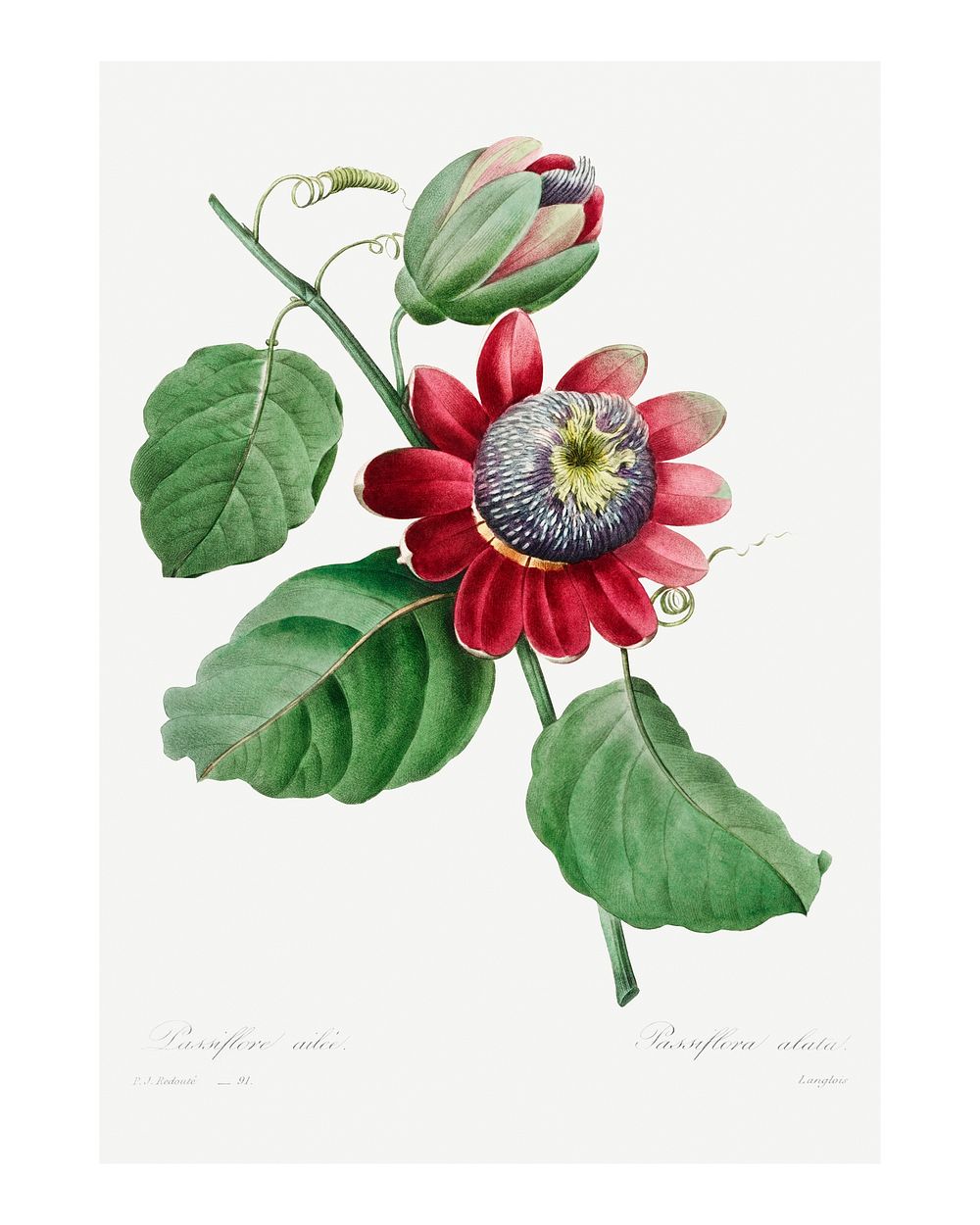Winged-stem passion flower Pomegranate wall art print and poster. Original from Choix des plus belles fleurs plus beaux…