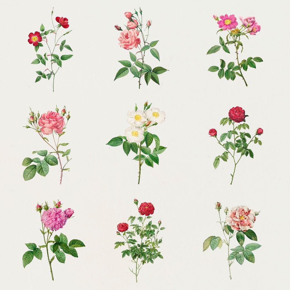 Vintage rose flower mockup  collection