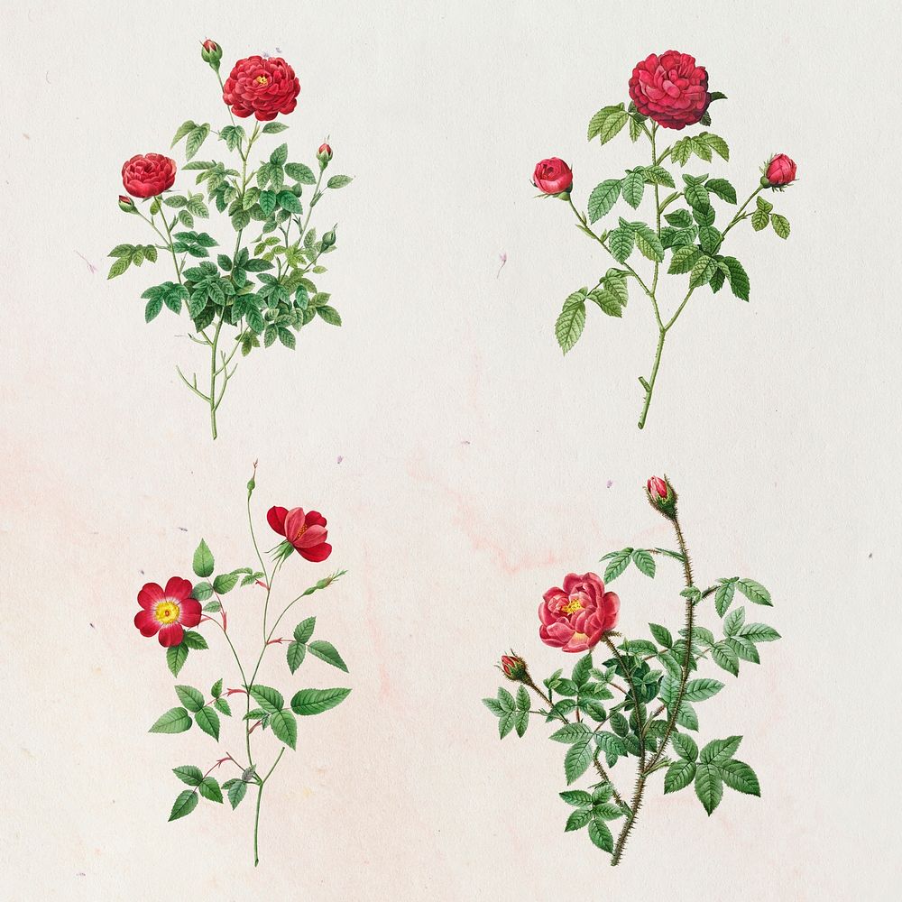 Vintage rose flower mockup set