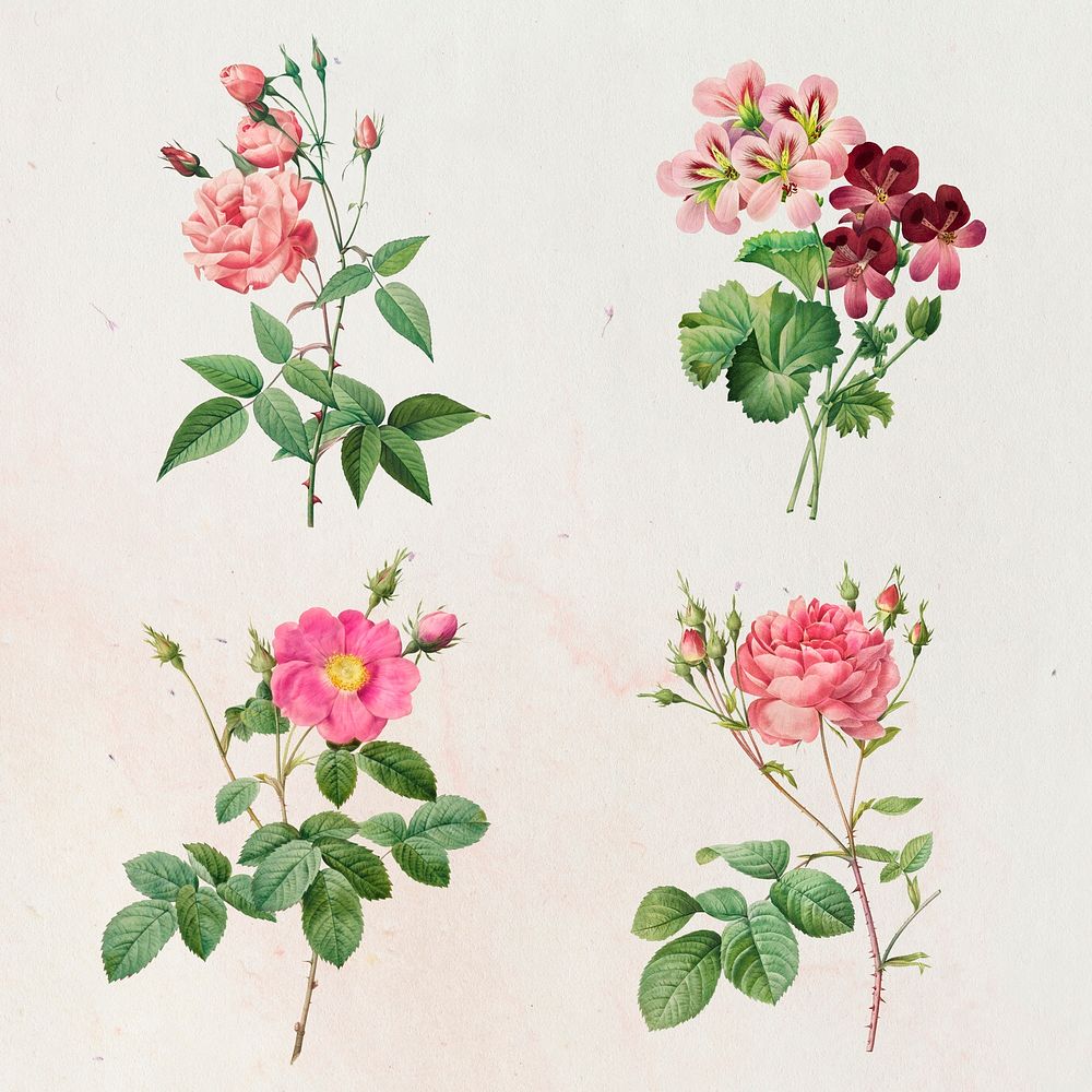 Vintage rose and geranium mockup set