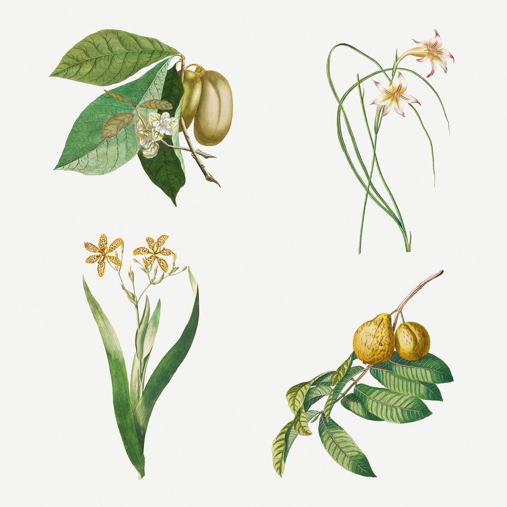Vintage illustration set of guava, corn lily, sword lily, and sugar apple