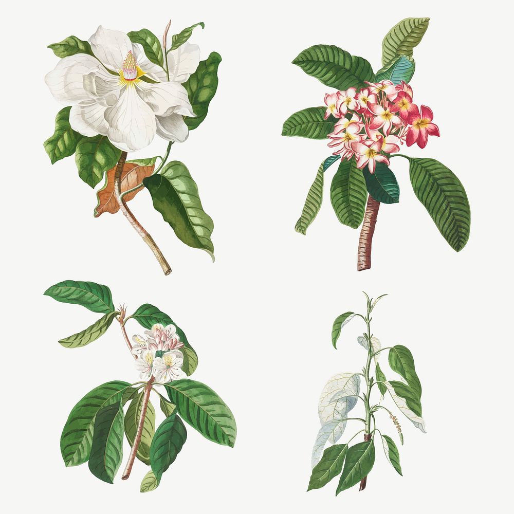 Vintage illustration set of magnolia, plumeria, guava flower, and balsam poplar