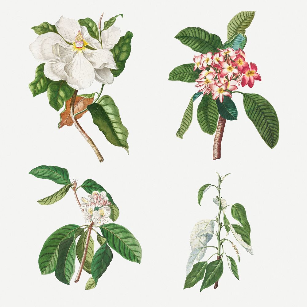 Vintage illustration set of magnolia, plumeria, guava flower, and balsam poplar
